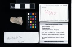 Foto (Objekt + Etikett) von Decapoda indet.  (NHMW-GEO-2014-0194-0640)